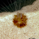 Image for article titled Robotic Deep Sea Explorer Uncovers Treasure Trove of Freaky Marine Life